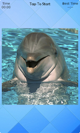 Dolphin Puzzle poster 1