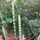 Horsetail or Scouring Rush Plant