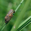 Unknown cicada