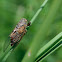Unknown cicada