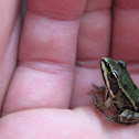 edible frog