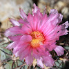 Nichol Turk's Head Cactus