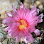 Nichol Turk's Head Cactus