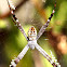 St. Andrews Cross Spider