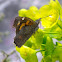 Nettle-tree Butterfly