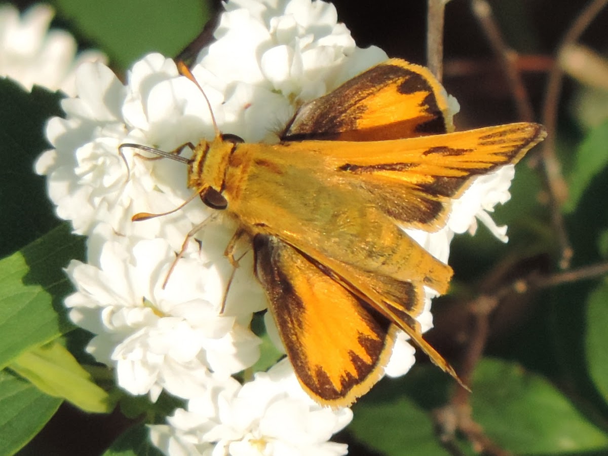 Fiery Skipper Butterfly (male)