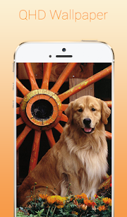 Download Golden Retriever Wallpapers APK for Android