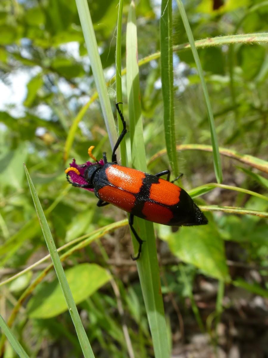 Blister beetle