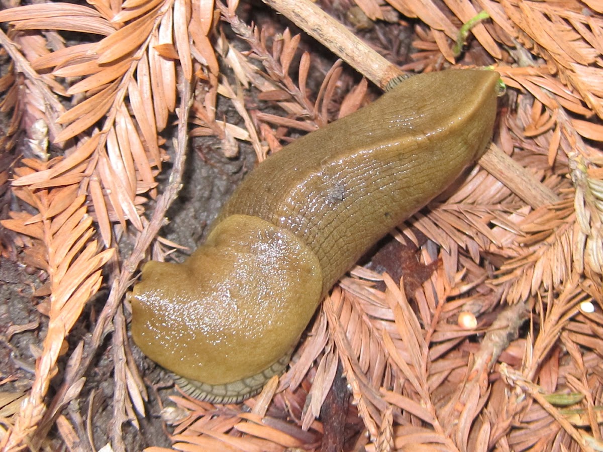 Pacific banana slugs