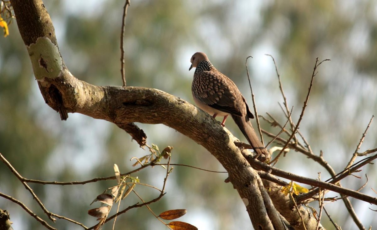 Spotted Dove