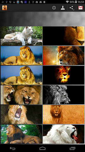 Lion Wallpapers