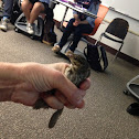 Song Sparrow