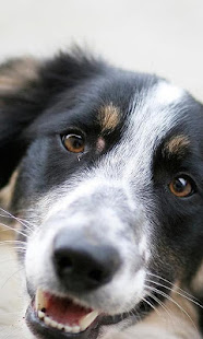 边境牧羊犬壁纸(圖5)-速報App