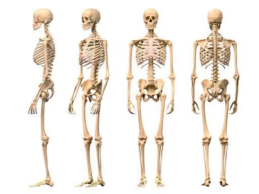 The Human Skeletal System HD