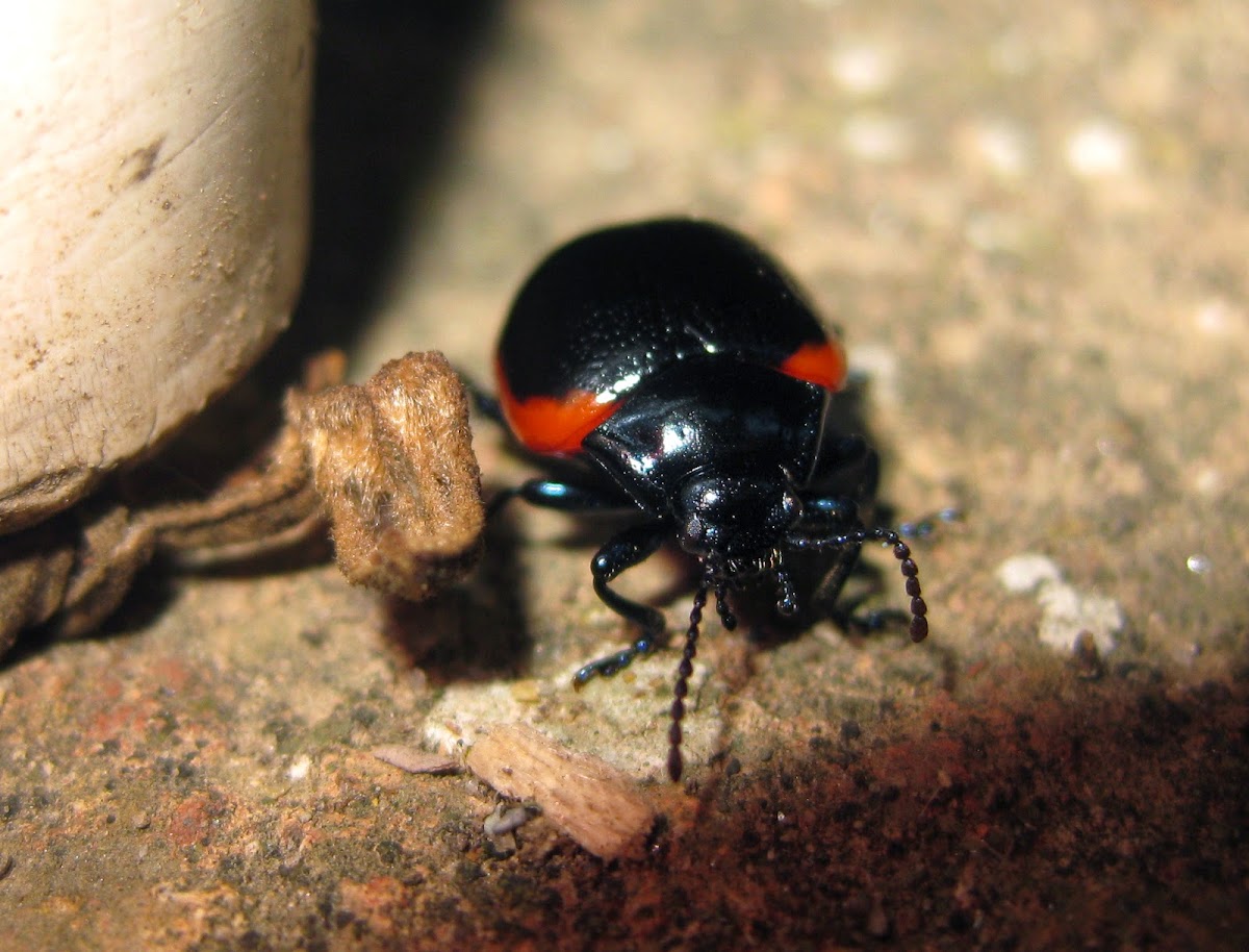 Chrysomelid Beetle