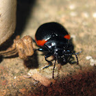Chrysomelid Beetle