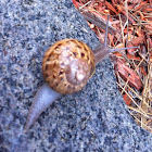 Common garden snail