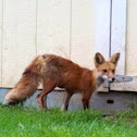 Red Fox