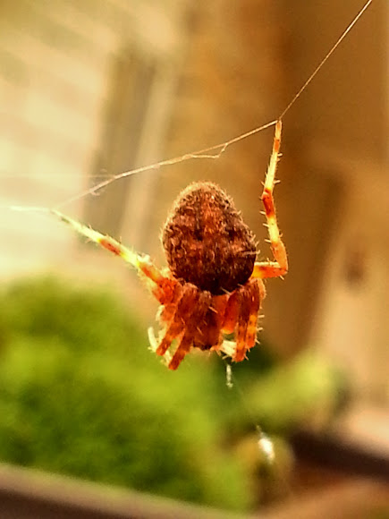 Orb Weaver Spider Project Noah