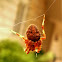 Orb Weaver Spider