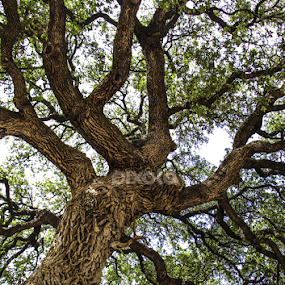 Up close from a far by Steven Acquard - Nature Up Close Trees & Bushes