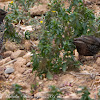 Starling; Estornino Pinto