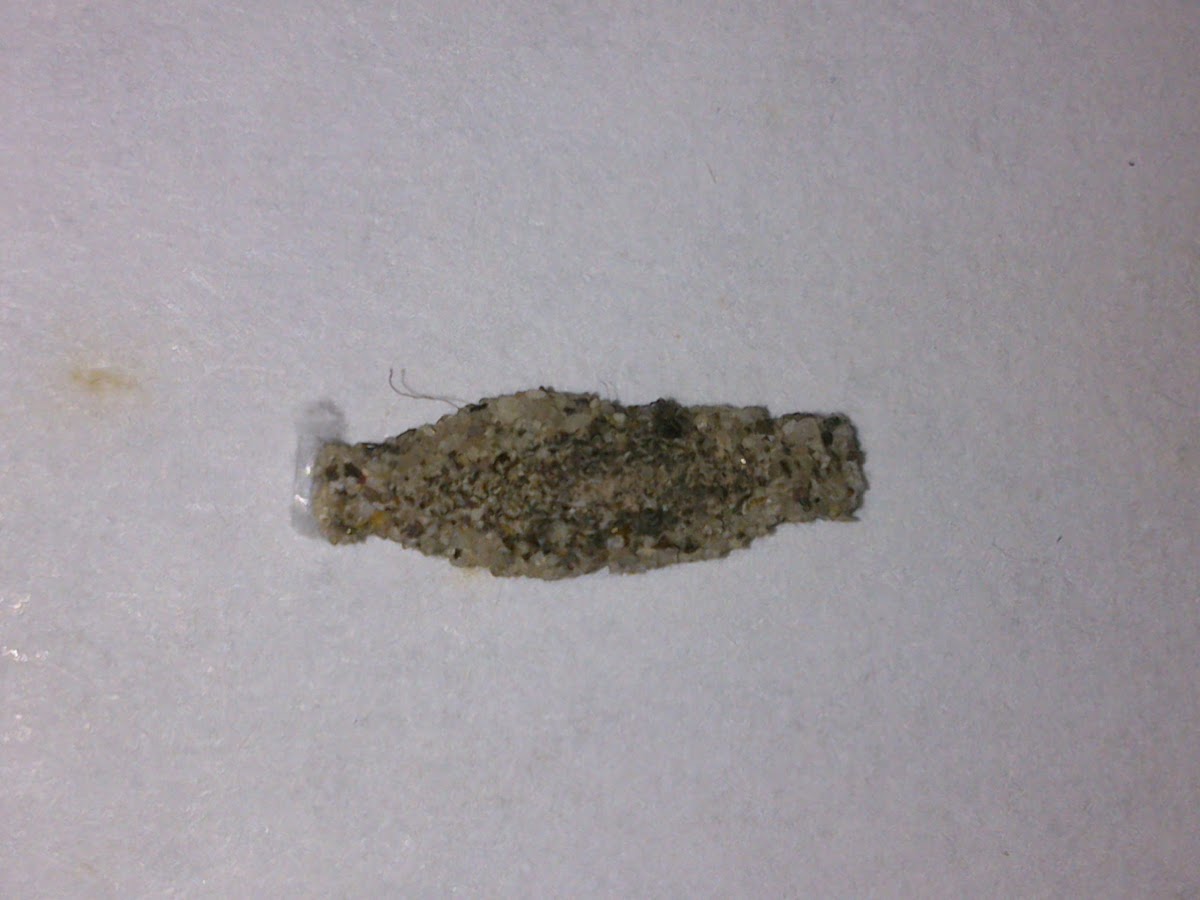 Clothes Moth Larva