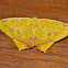 Geometrid Moth