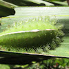 Green-Crowned Slug Moth, Caterpillar