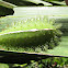Green-Crowned Slug Moth, Caterpillar