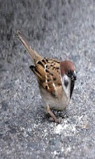 Free Download Test4JHKIM APK