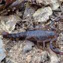 Southern Unstriped Scorpion