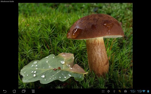 iMushroom Guide Free Screenshots 11