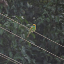 Small Bee-eater