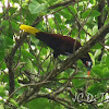 Montezuma Oropendola