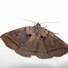 Black Bit Moth