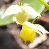 Yellow Barrenwort