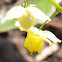 Yellow Barrenwort