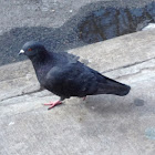 Rock Dove