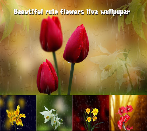 【免費娛樂App】Flowers Rain Fall Wallpaper-APP點子