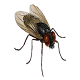 Pesky Fly Live Wallpaper APK