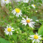 Hairy White Oldfield Aster