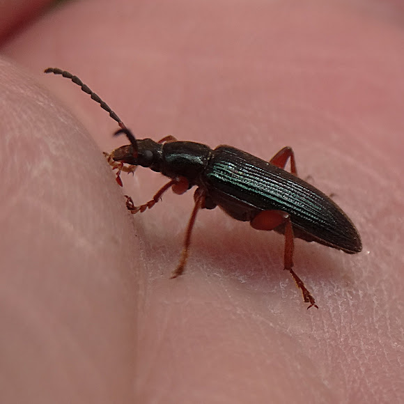 Black pollen beetle Project Noah