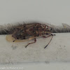 Birch catkin bug