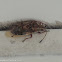 Birch catkin bug