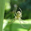 Tetragnath spider