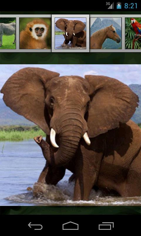 Голоса Животных И Птиц Диск 4