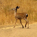 Columbian Black Tailed Deer.
