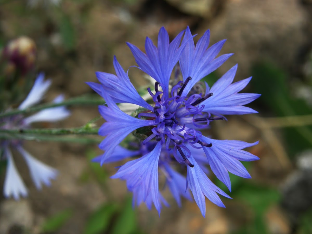 Cyani flower