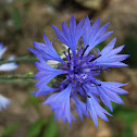 Cyani flower